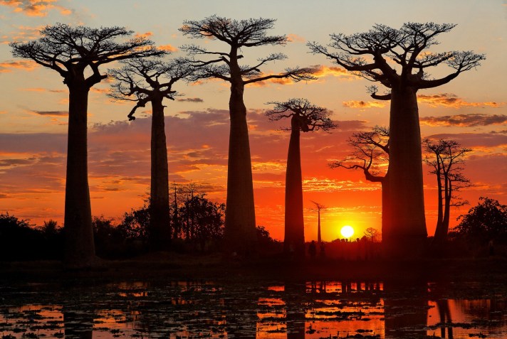 allee_des_baobabs_voyage_madagascar_ouest1