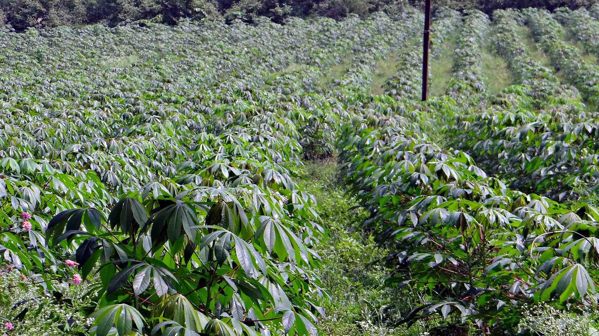 cassava-346887_1920